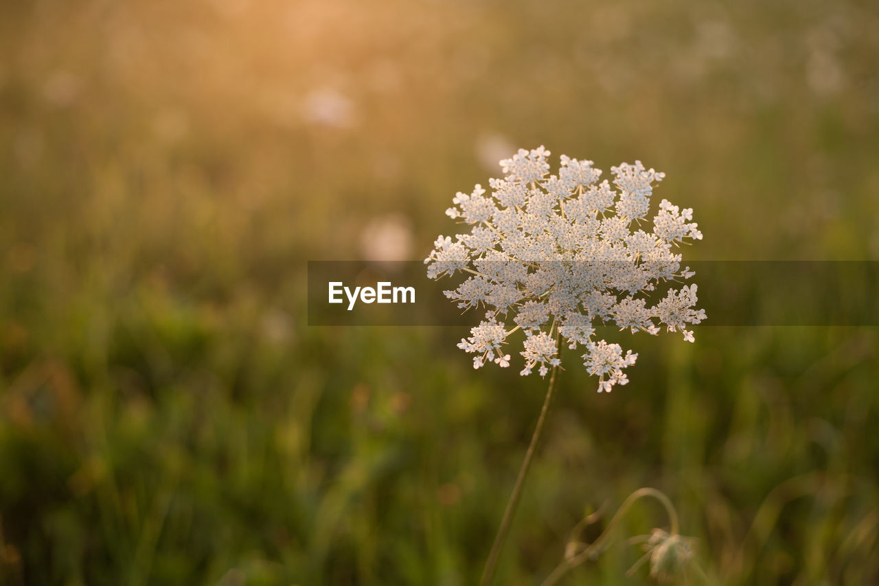 CLOSE-UP OF FLOWERING PLANT ON FIELD