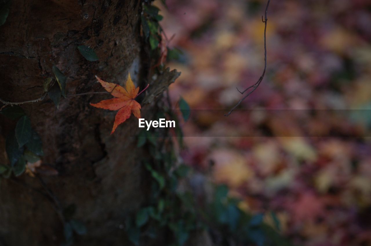 Close-up of autumn tree