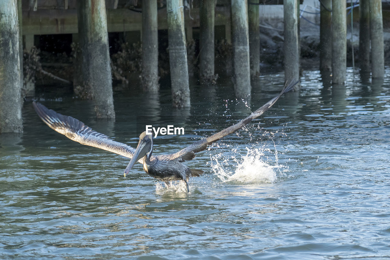 VIEW OF BIRD FLYING OVER LAKE