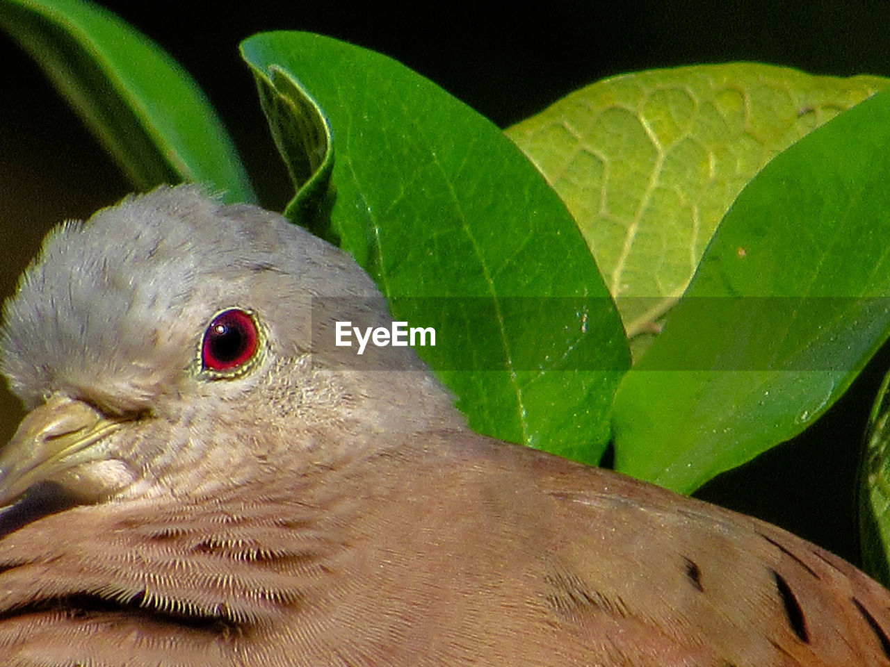 CLOSE-UP OF DUCK