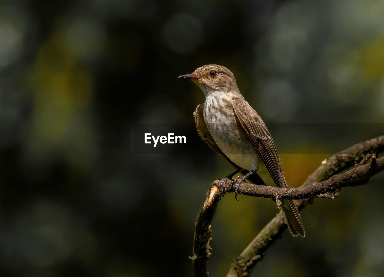 close-up of bird perching on tree