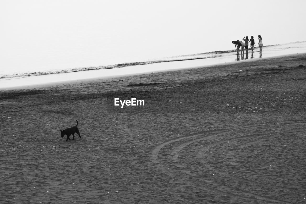 DOG WALKING ON BEACH AGAINST SKY