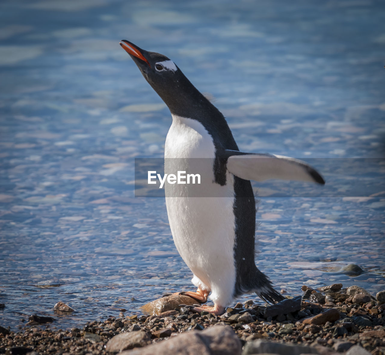 penguin perching