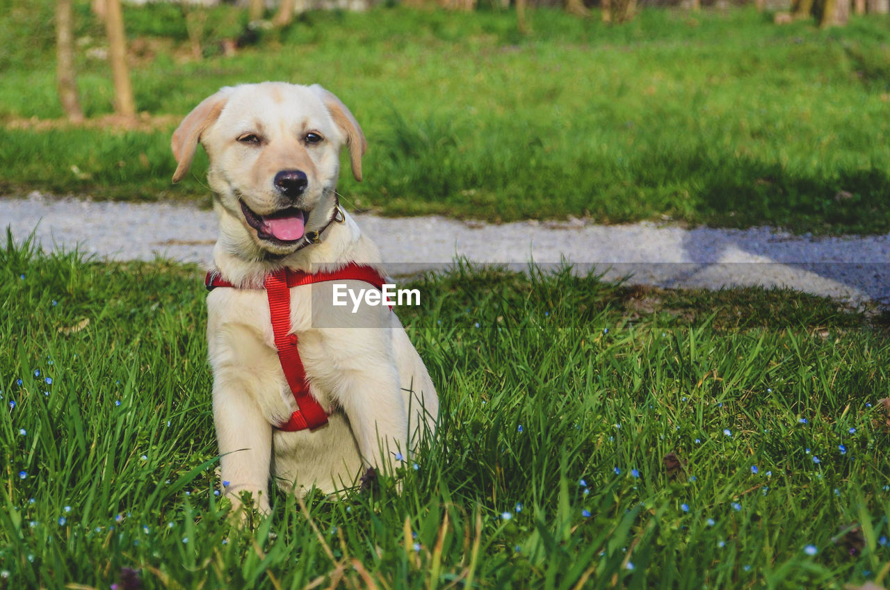 PORTRAIT OF DOG SITTING ON FIELD