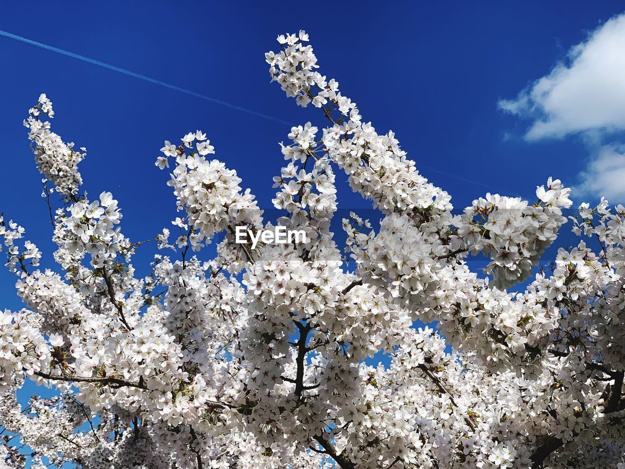 Low angle view of cherry blossoms against blue sky