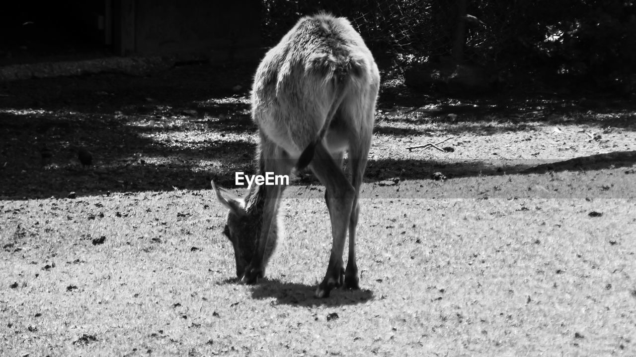 VIEW OF A HORSE GRAZING