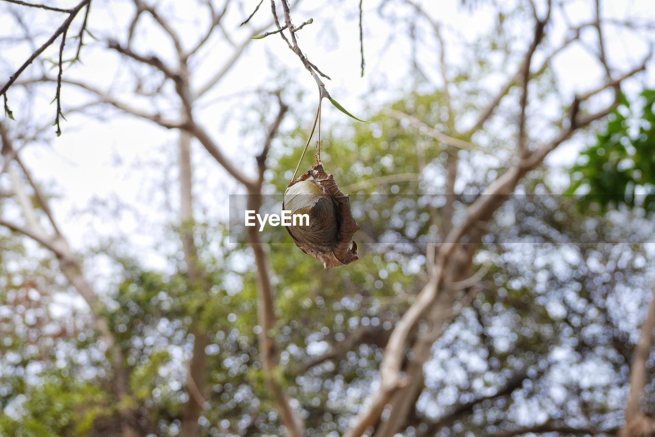 CLOSE-UP OF SNAIL ON BRANCH