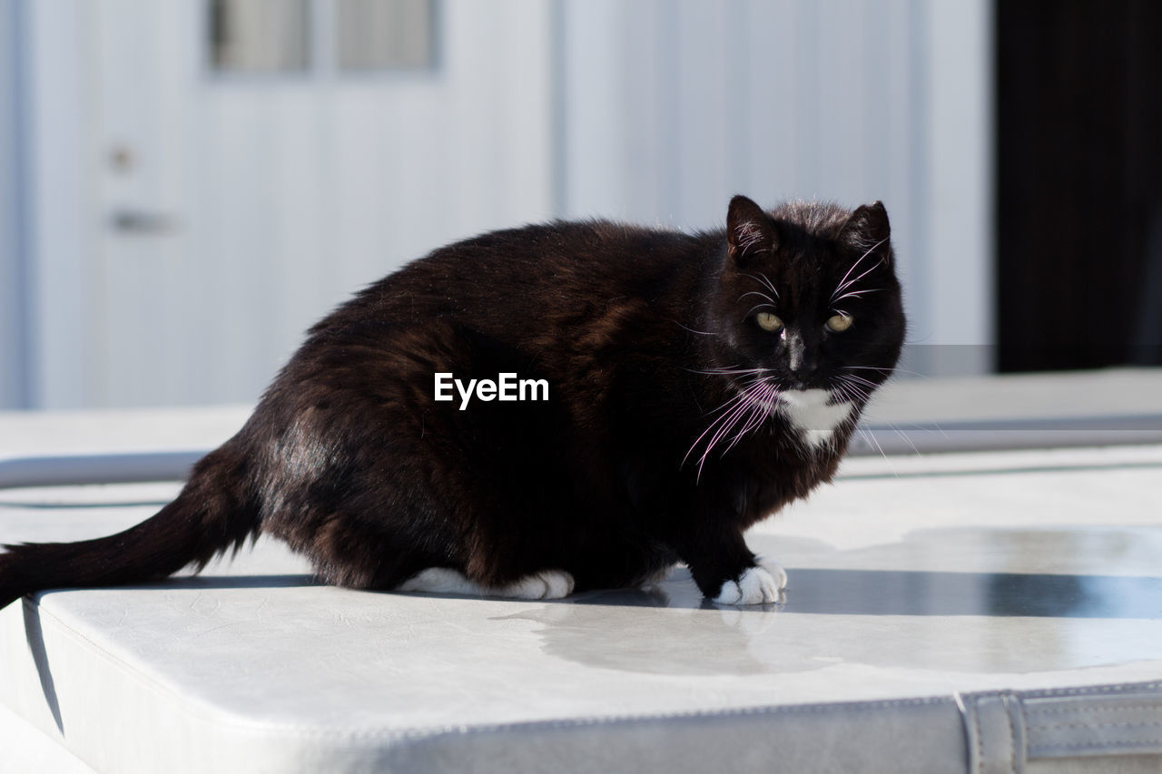 PORTRAIT OF CAT SITTING OUTDOORS