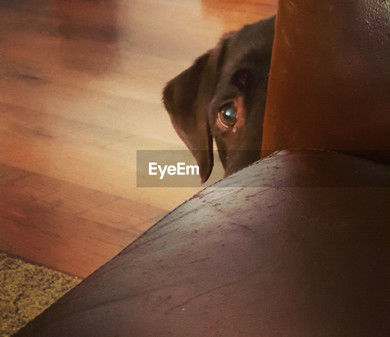 HIGH ANGLE VIEW PORTRAIT OF DOG RELAXING ON HARDWOOD FLOOR