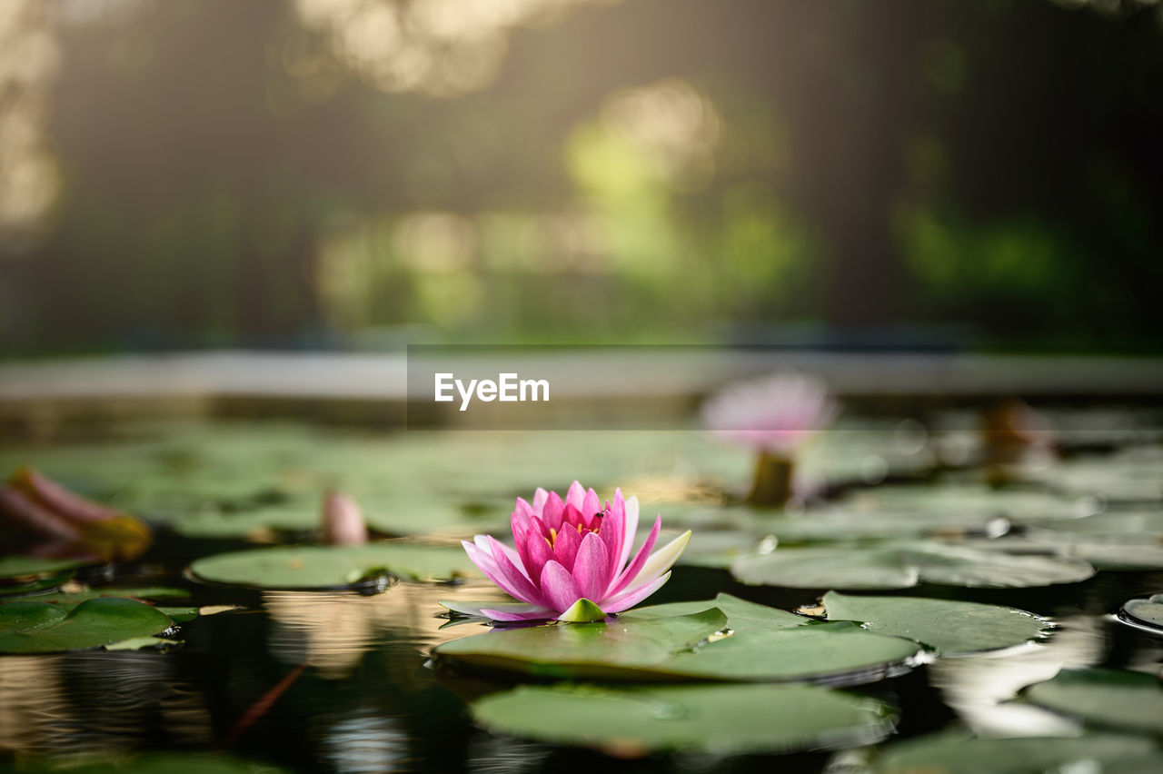 CLOSE-UP OF PINK WATER LILY WITH LEAVES IN POND