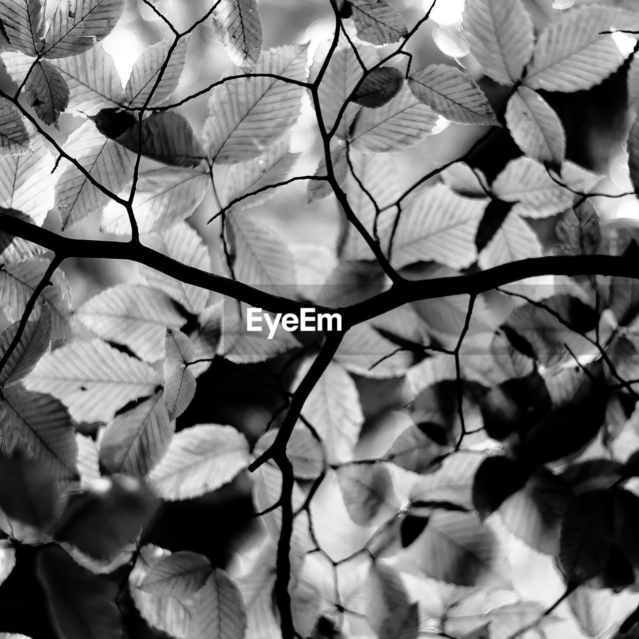 LOW ANGLE VIEW OF FLOWERING PLANTS