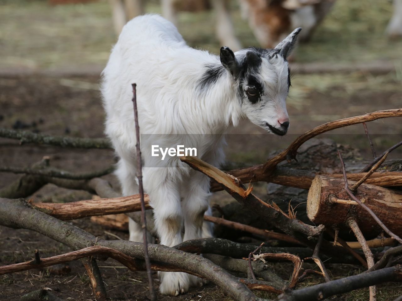 VIEW OF A SHEEP