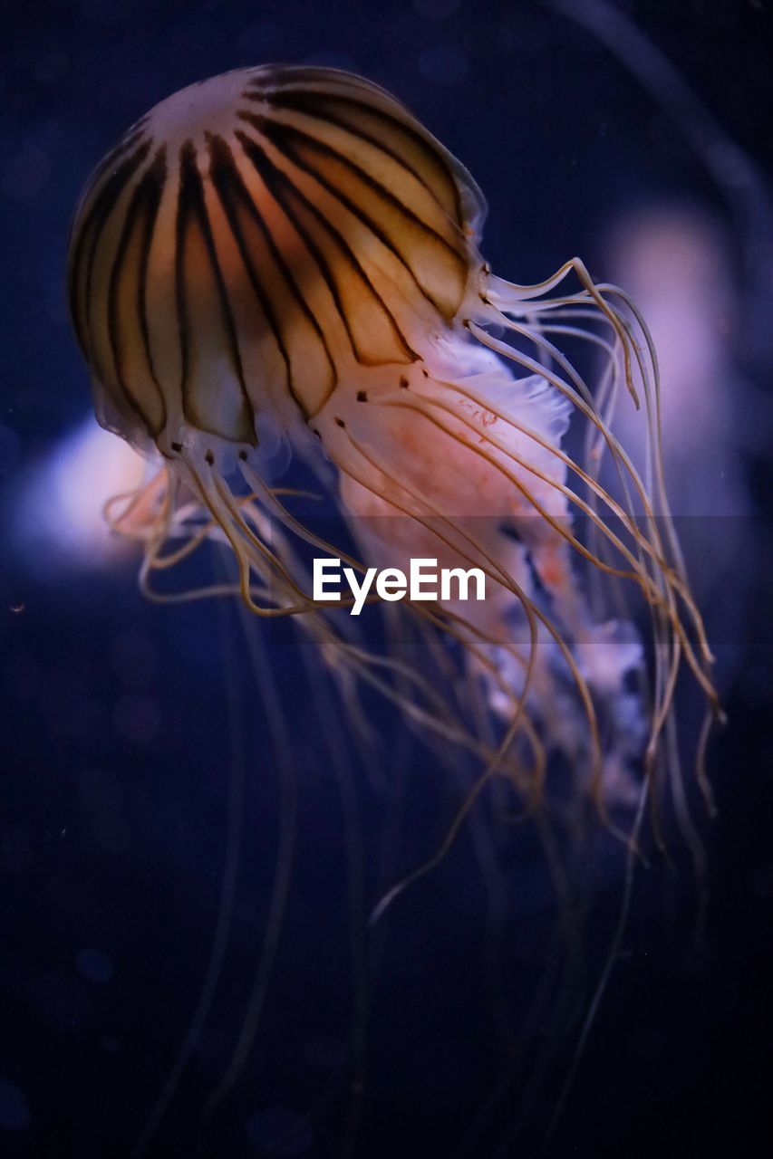 close-up of jellyfish swimming in aquarium