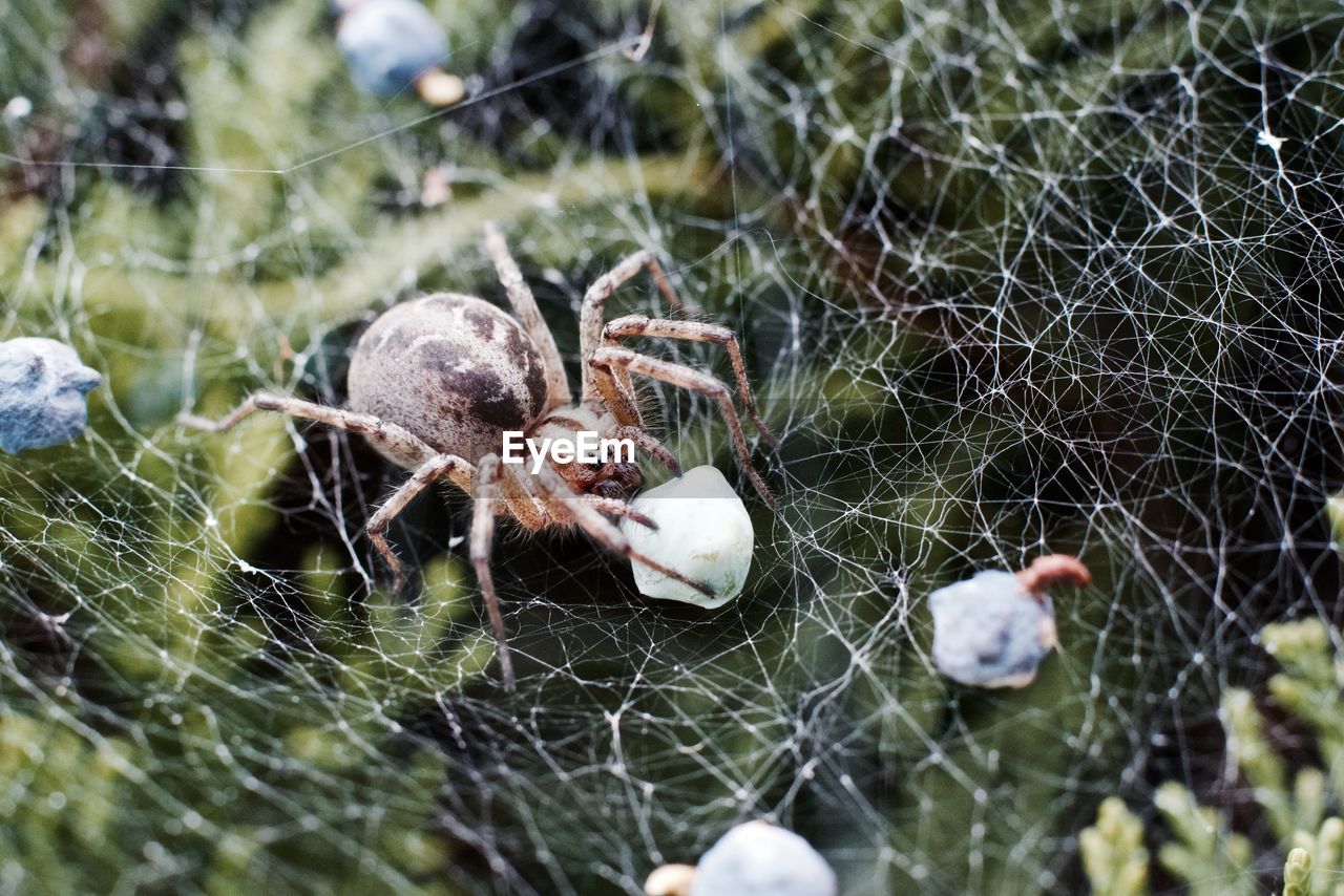 Close-up of spider of with prey on web