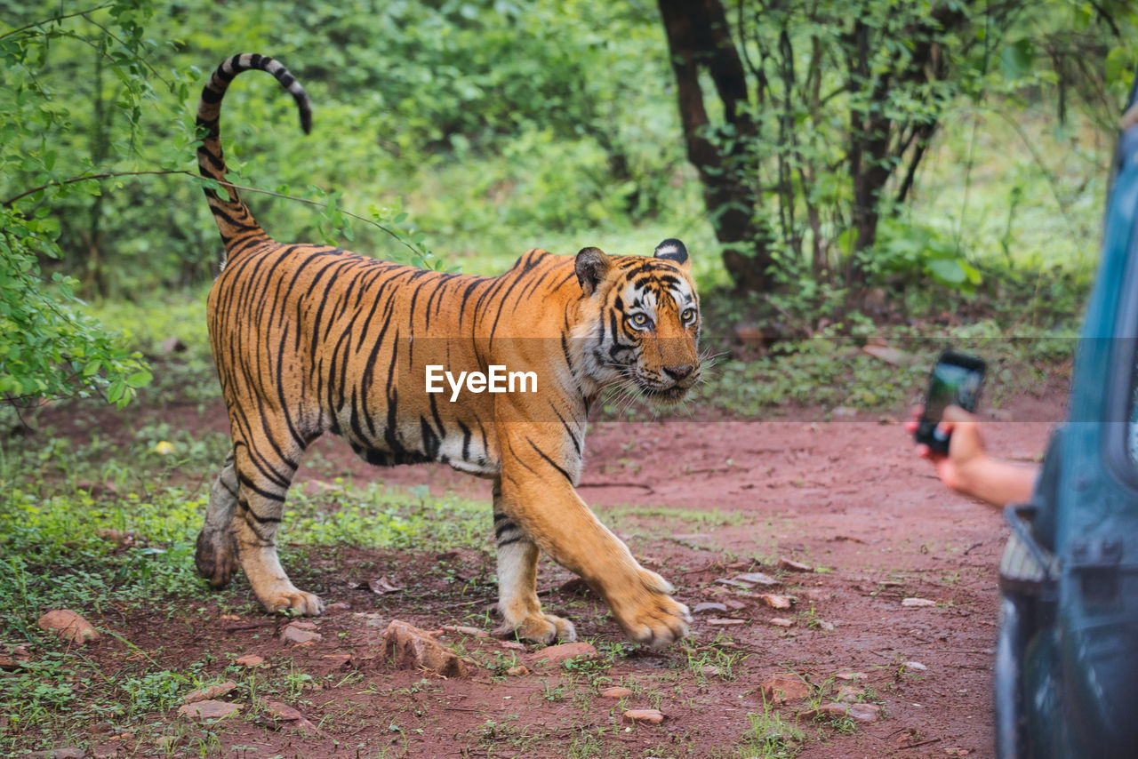 View of tiger standing for in front of photographers 