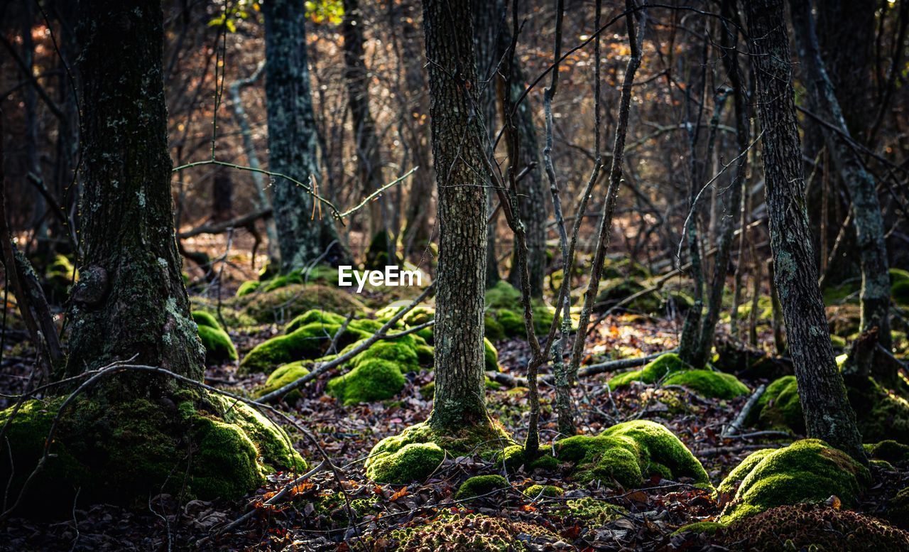 natural environment, forest, plant, tree, land, nature, tranquility, woodland, tree trunk, trunk, beauty in nature, old-growth forest, growth, no people, environment, moss, tranquil scene, scenics - nature, leaf, non-urban scene, rainforest, wilderness, landscape, outdoors, jungle, sunlight, green, day, branch, autumn, plant part