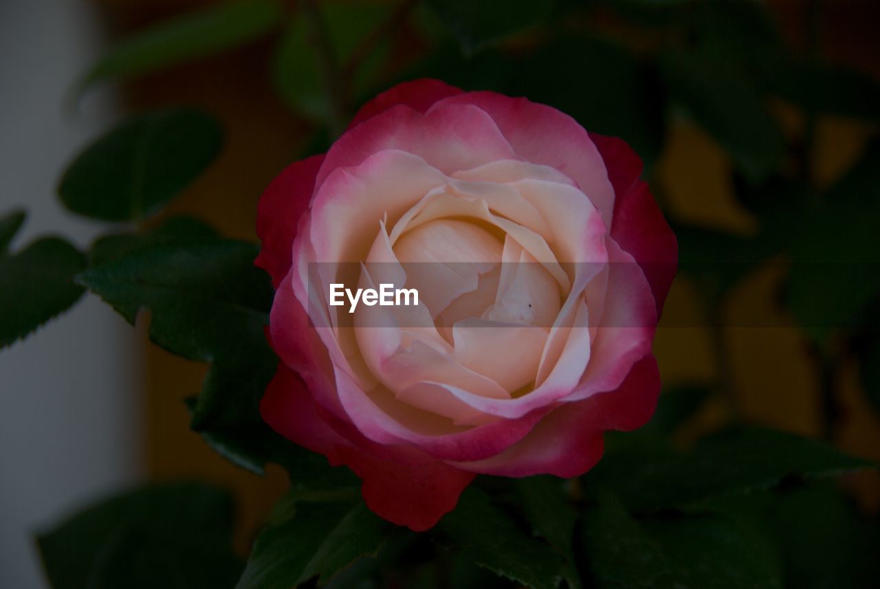 Close-up of flower blooming outdoors