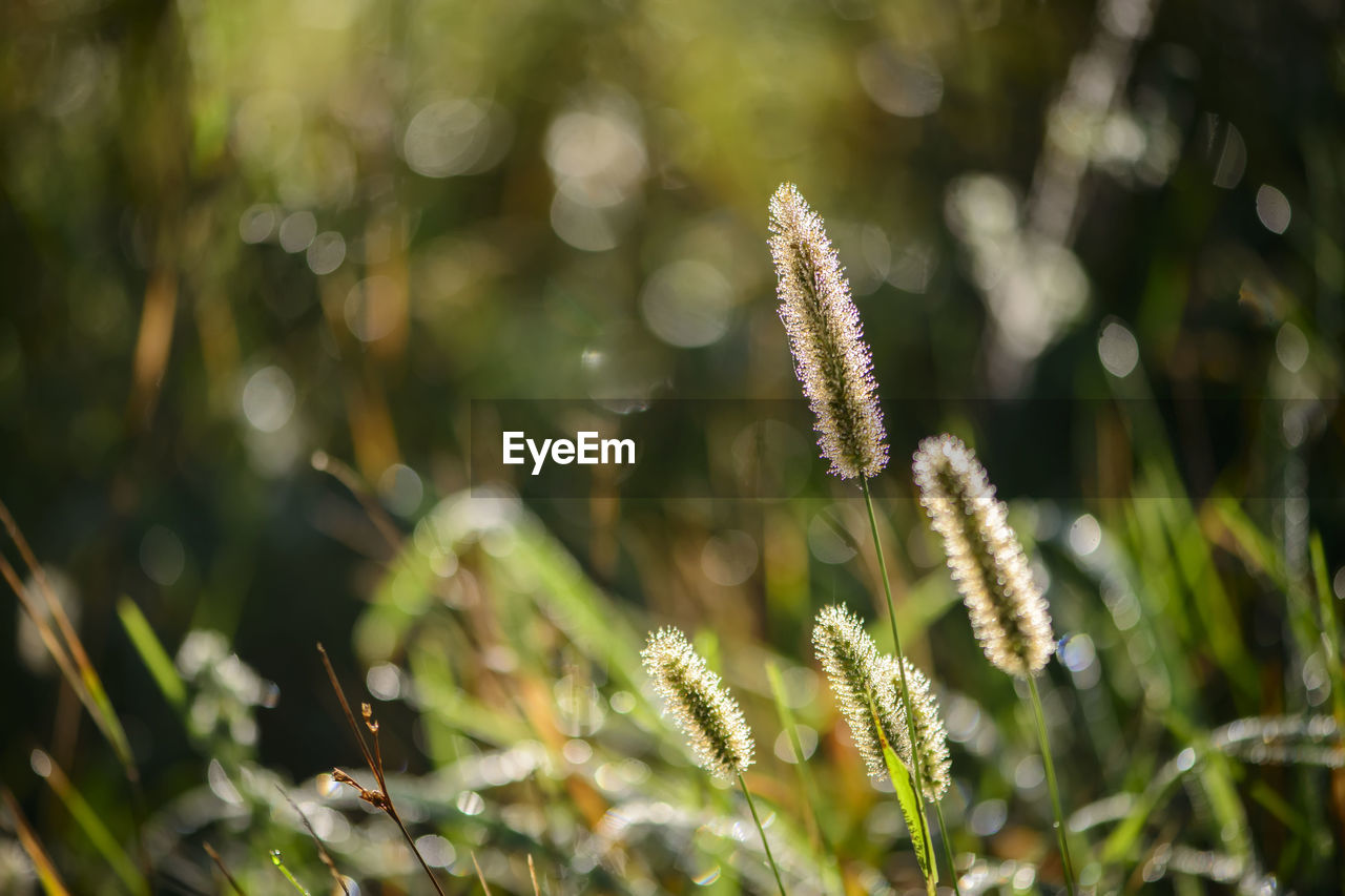 CLOSE-UP OF FLOWERING PLANT