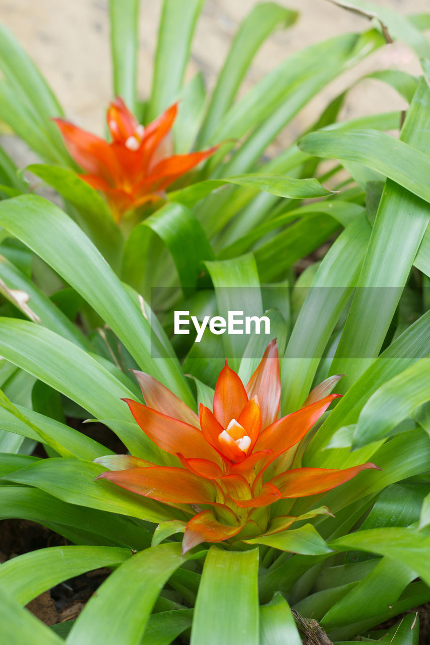 Close-up of orange flowering plant