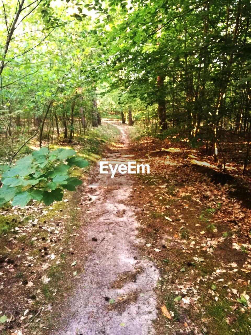 VIEW OF TREES IN FOREST