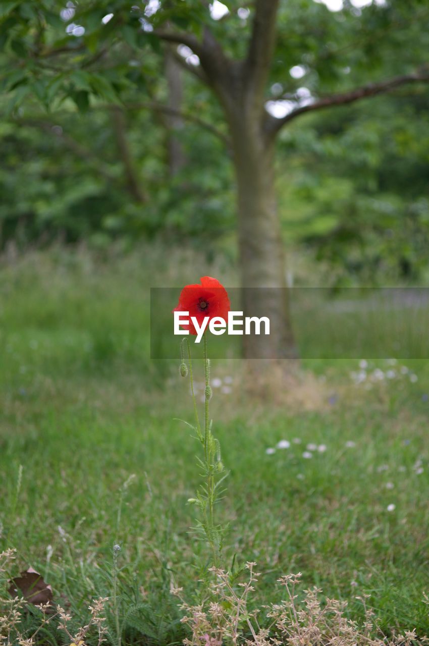 CLOSE-UP OF RED POPPY FLOWERS