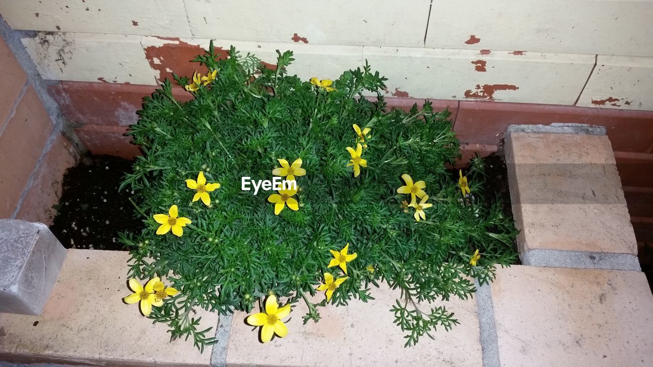 CLOSE-UP OF YELLOW FLOWERS