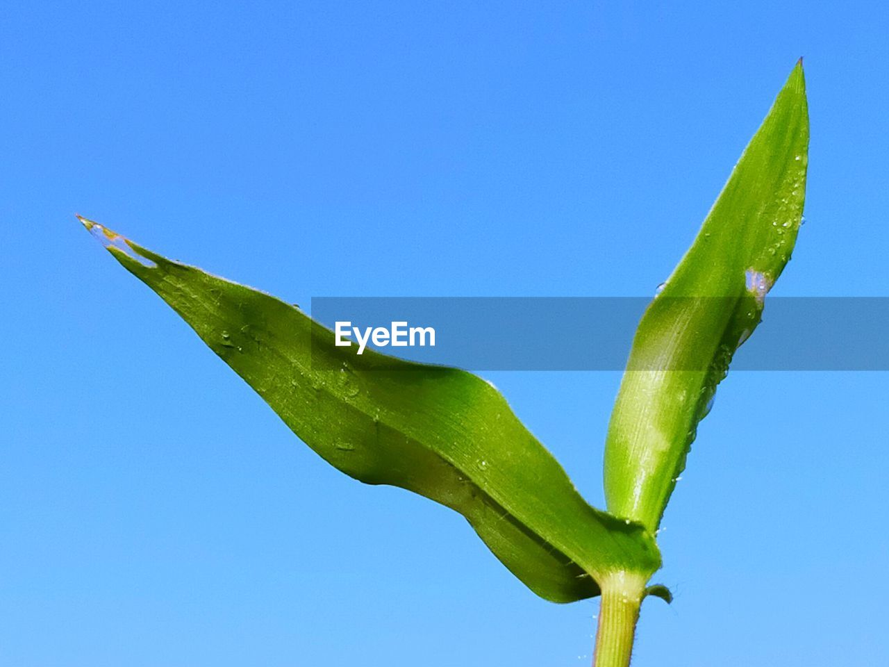 Close-up of fresh green plant against clear blue sky