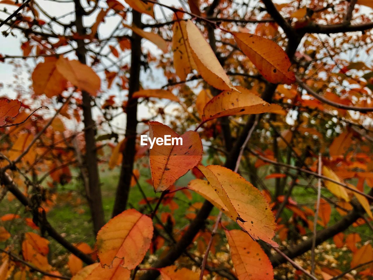 Close-up of maple tree during autumn