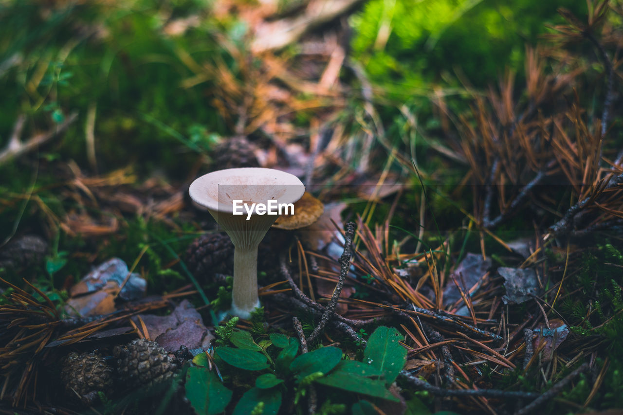 CLOSE-UP OF MUSHROOMS ON FIELD