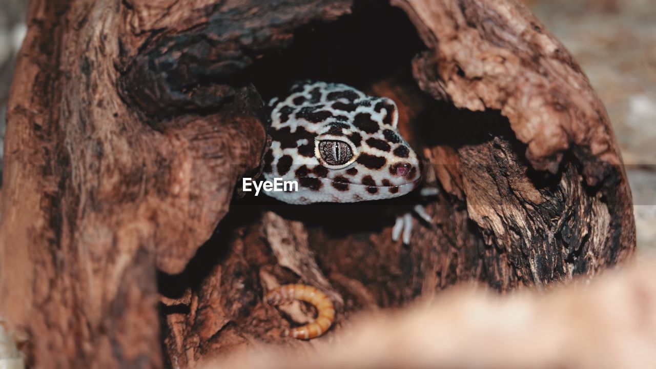 CLOSE-UP OF AN ANIMAL