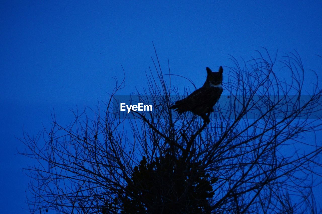 LOW ANGLE VIEW OF SILHOUETTE BIRD PERCHING ON BARE TREE