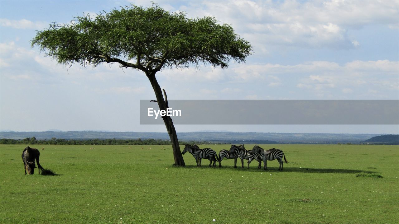 Zebras in the shade