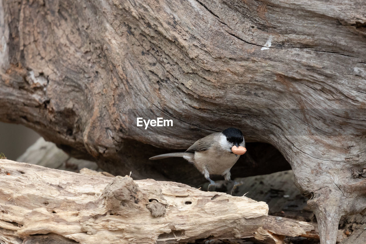 animal themes, animal, animal wildlife, wildlife, bird, one animal, tree, nature, no people, branch, day, perching, wood, tree trunk, outdoors, trunk, plant, rock, beak