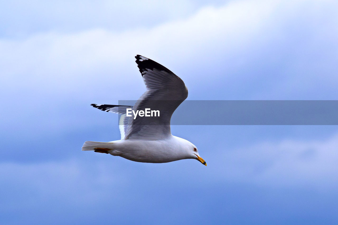 LOW ANGLE VIEW OF SEAGULLS FLYING IN SKY