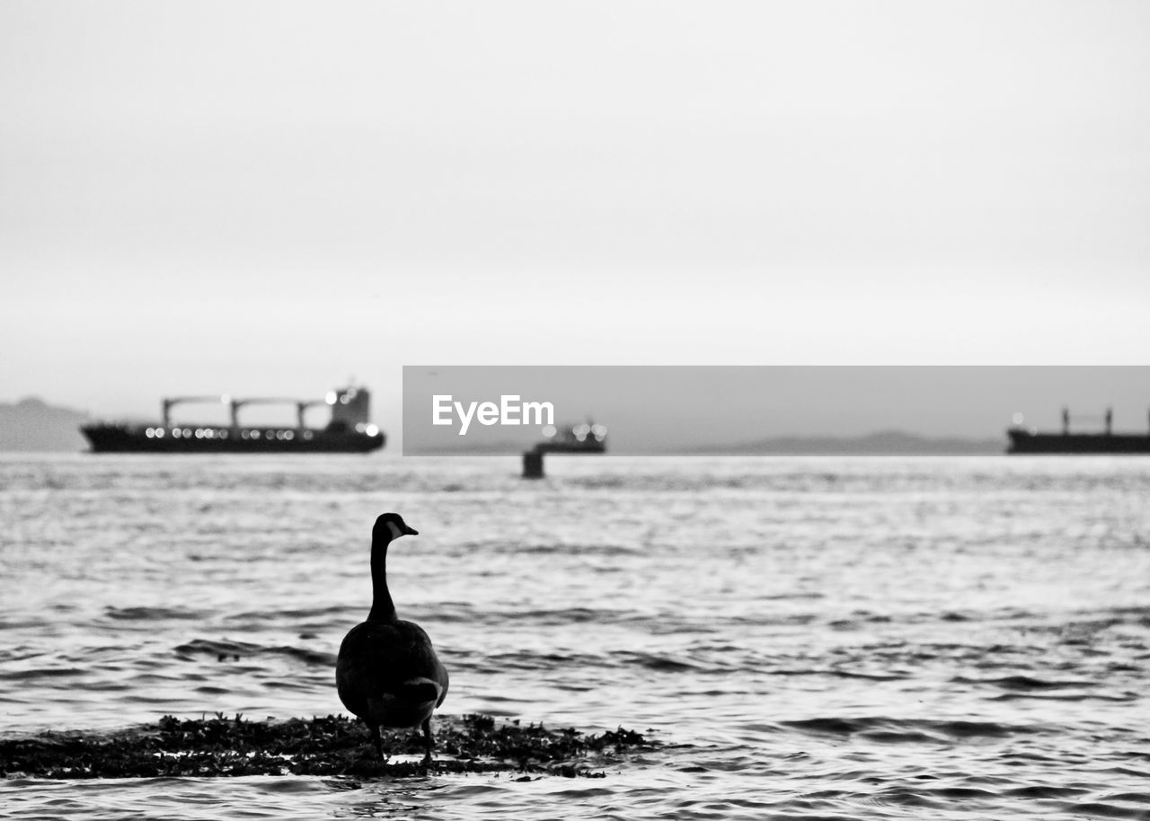 Canada goose in sea against clear sky