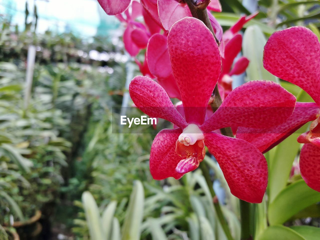 CLOSE-UP OF RED FLOWERS