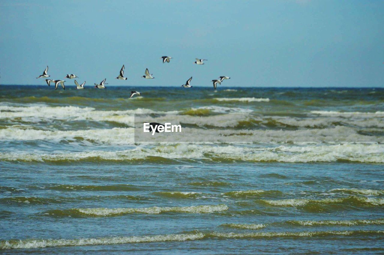 FLOCK OF BIRDS FLYING OVER SEA