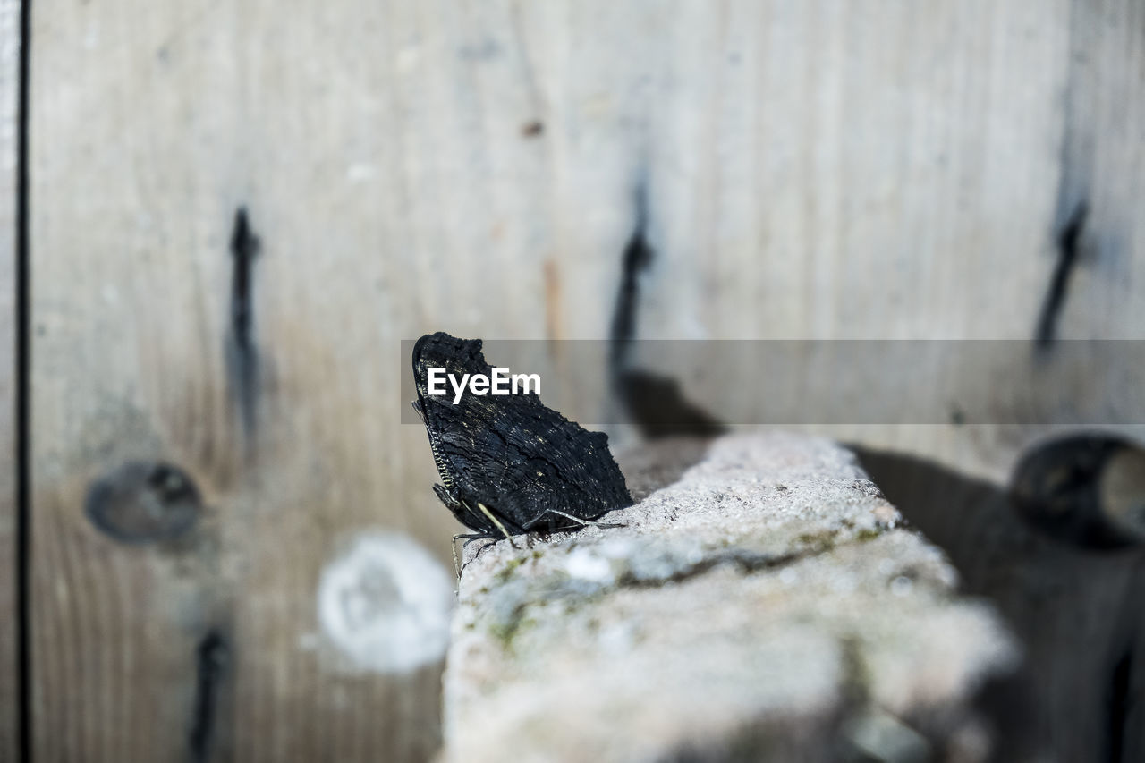 CLOSE-UP OF BLACK CAT ON ROCK