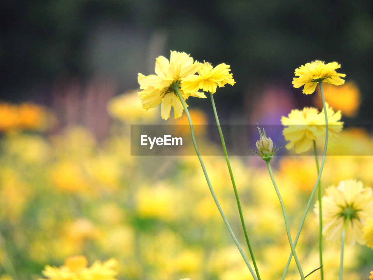 Close-up of yellow flowering plants on field