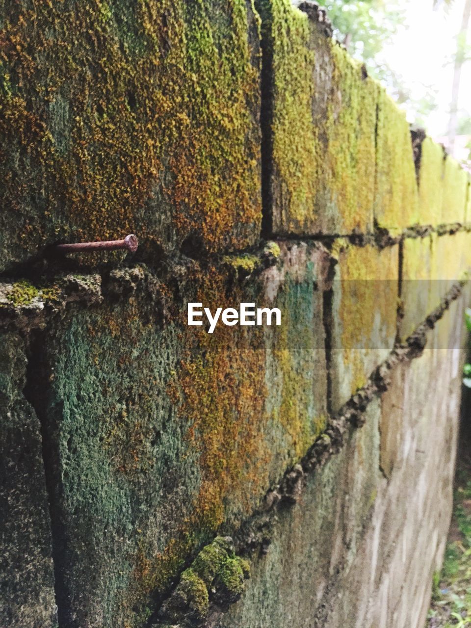 Rusty nail on moss covered brick wall