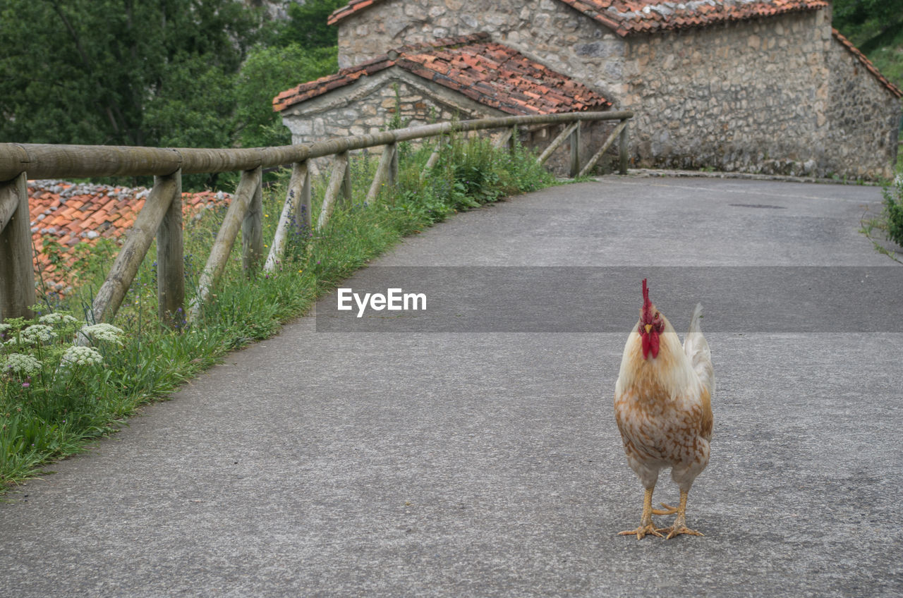 Chicken standing on road