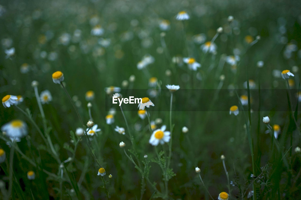 Close-up of yellow flowering plants on field