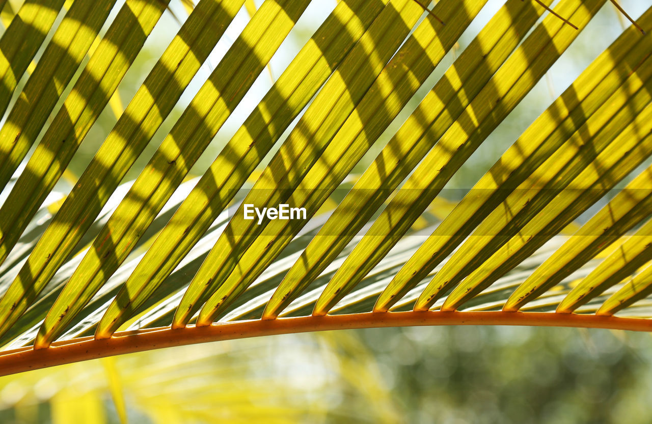 Close-up of palm leaf