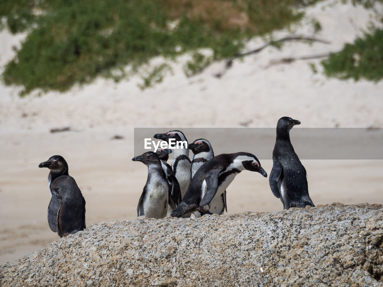 Group of african penguin at simonstown near cape town, south africa