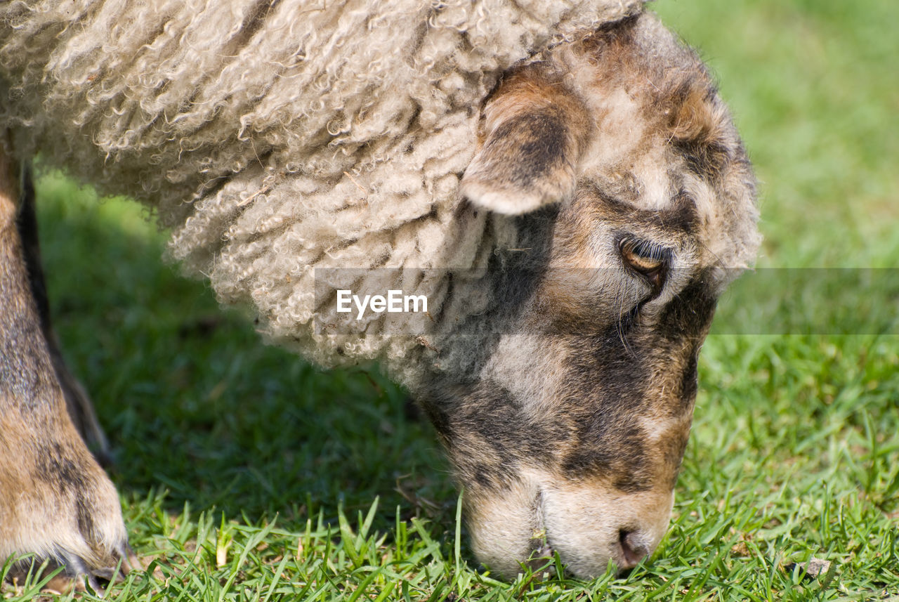 Close-up of sheep grazing