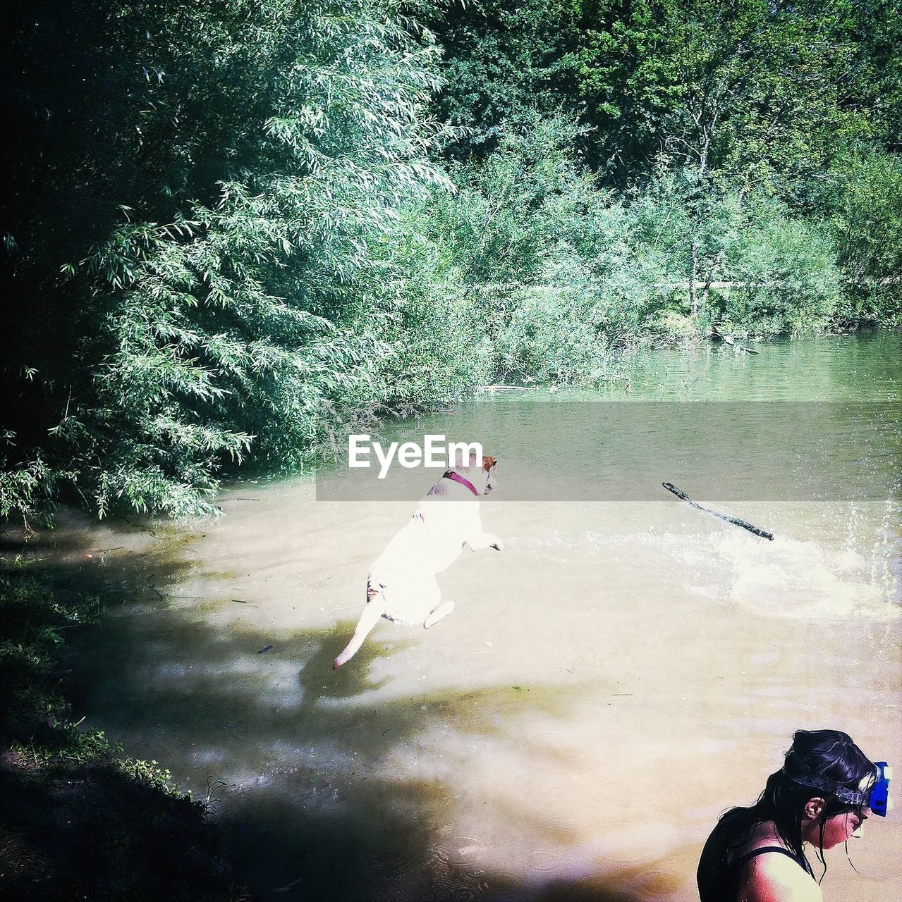 High angle view of dog jumping in river