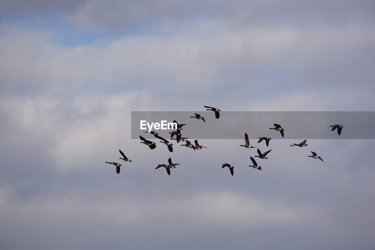 Low angle view of birds flying against sky