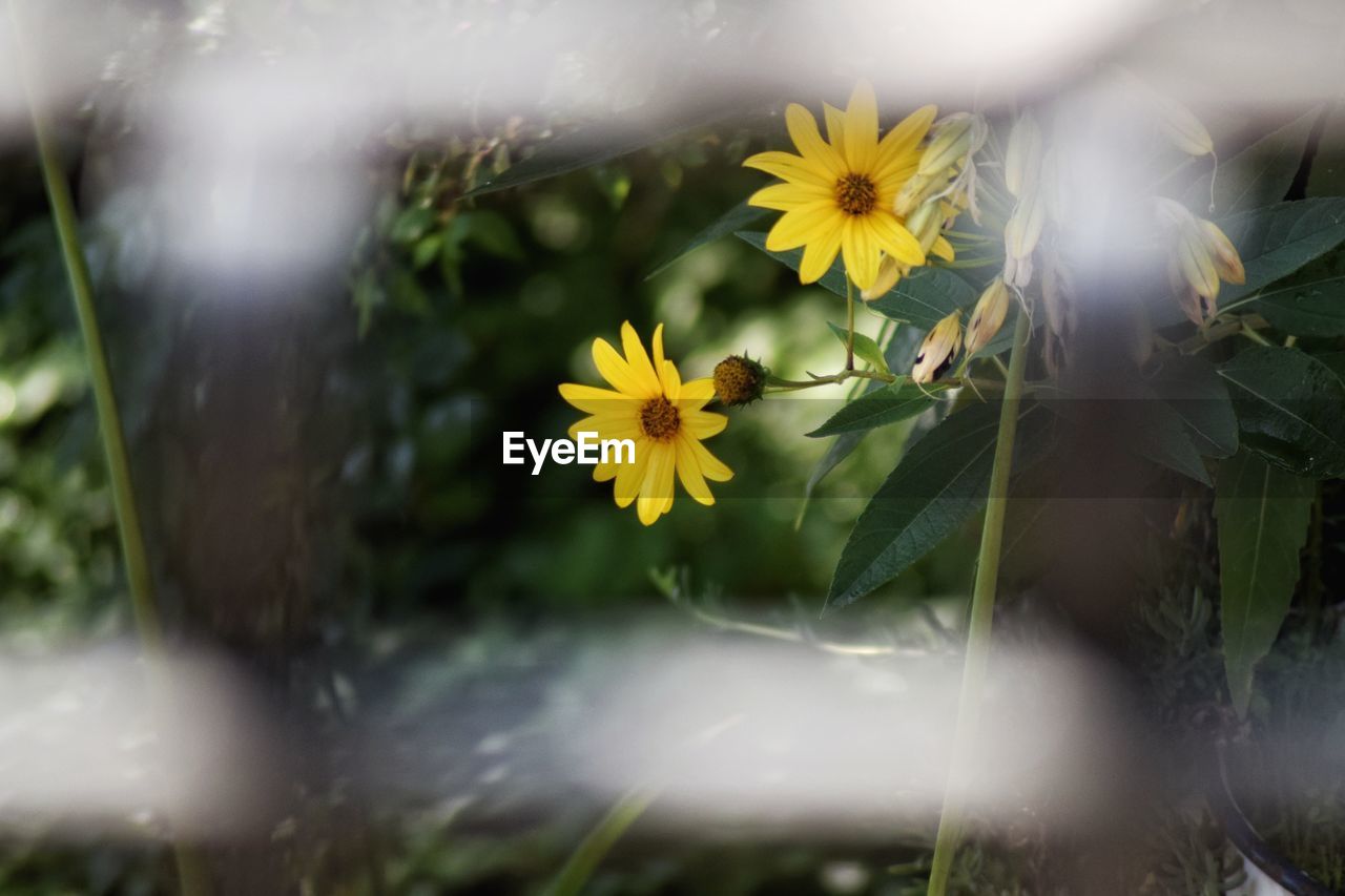 CLOSE-UP OF YELLOW FLOWERS AGAINST WATER