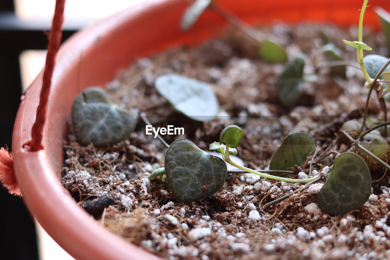 growth, soil, dirt, seedling, beginnings, plant, nature, potted plant, gardening, sapling, selective focus, flower, produce, close-up, food, flowerpot, leaf, planting, day, food and drink, no people, plant part, outdoors, agriculture, beauty in nature, botany