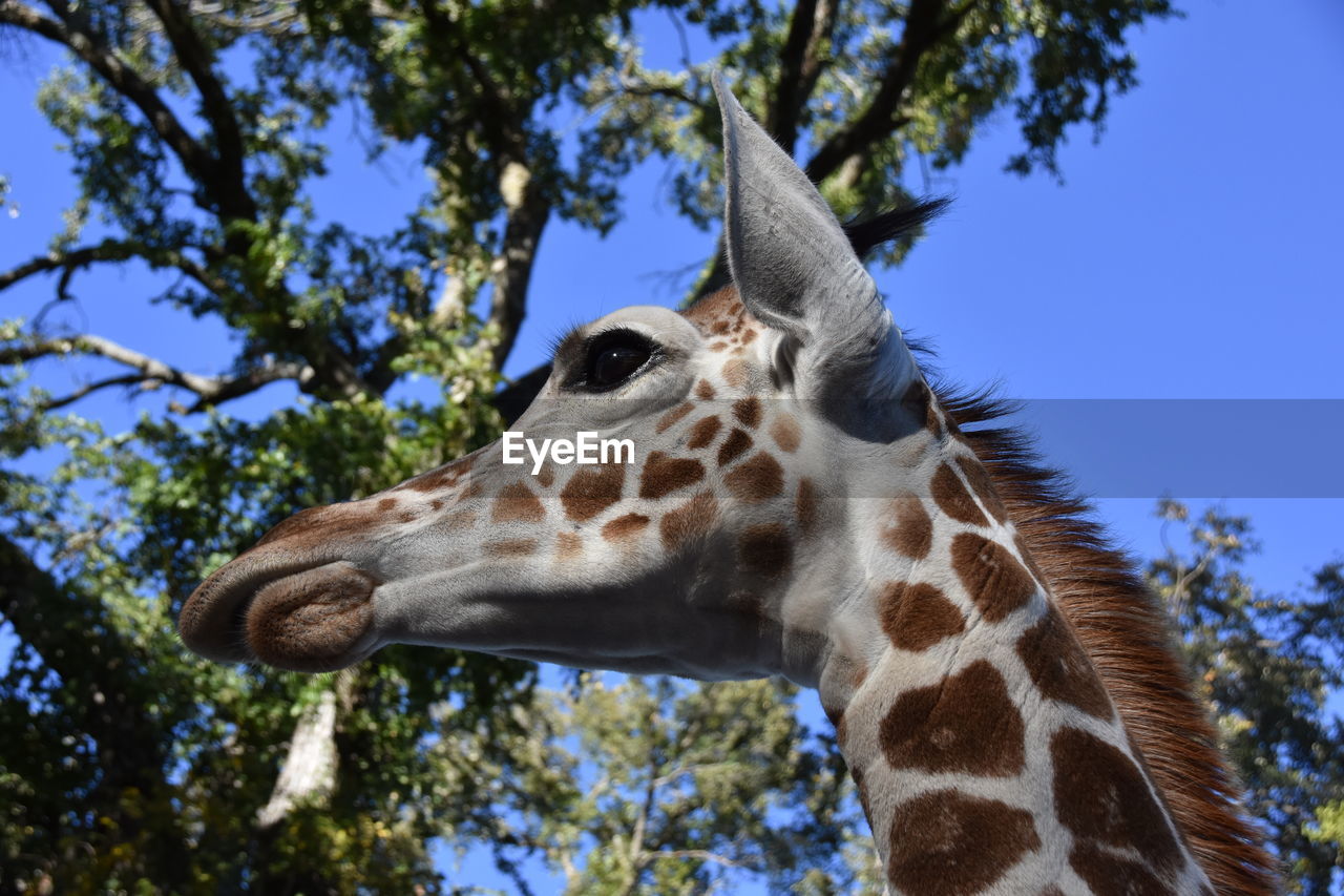 LOW ANGLE VIEW OF GIRAFFE